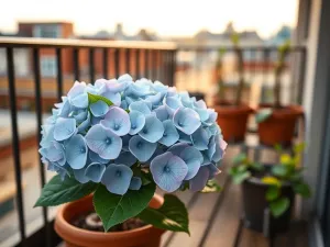 Jaka hortensja na balkon będzie najlepsza?